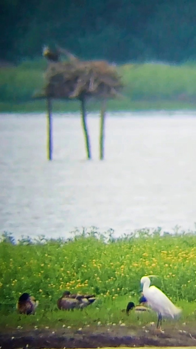 Little Egret - Laurent Pascual-Le Tallec