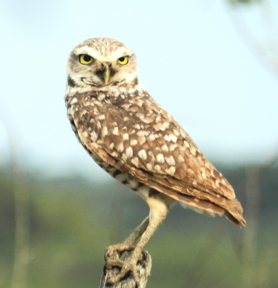 Burrowing Owl - Alejandro Espinosa