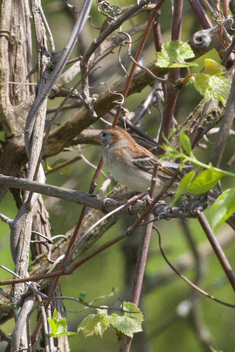 Field Sparrow - Mathias & Sharon Mutzl