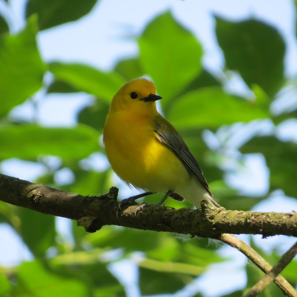 Prothonotary Warbler - Tom Bailey
