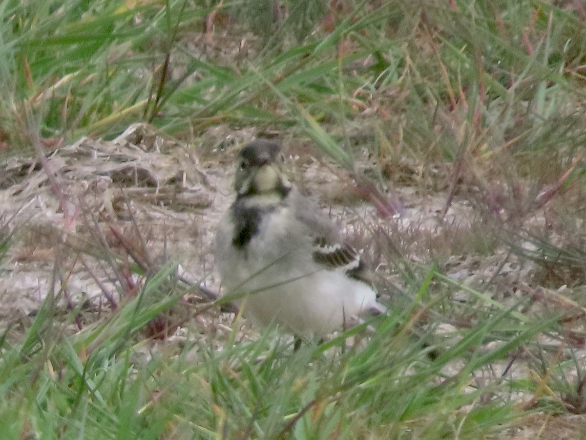 White Wagtail - christopher stuart elmer