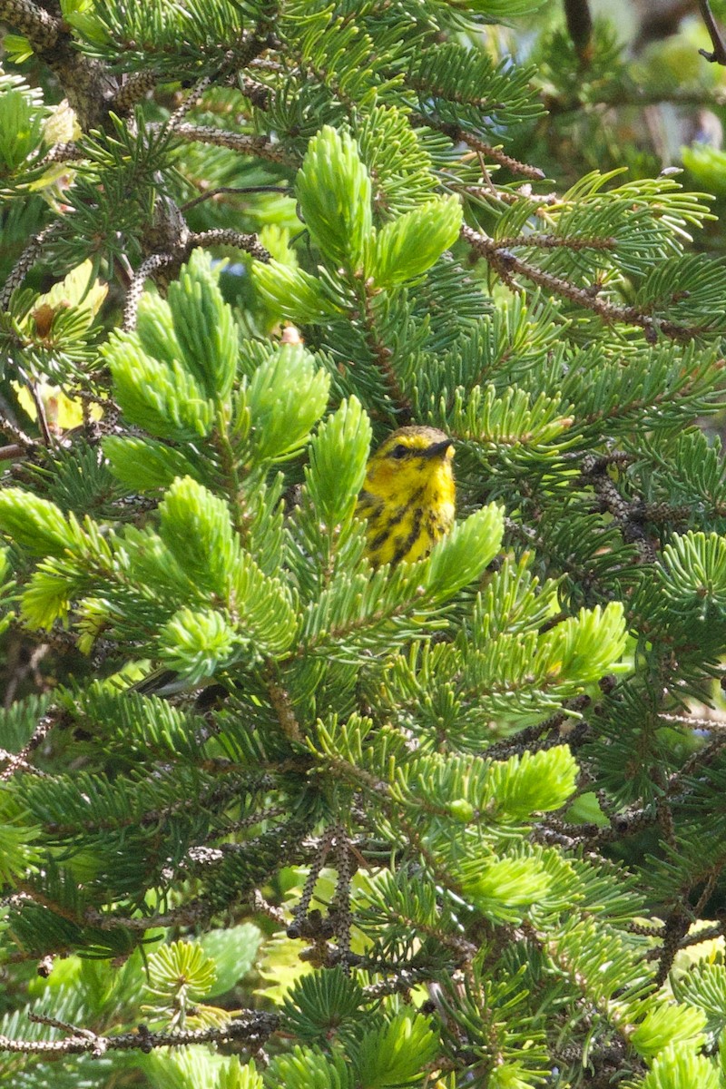 Cape May Warbler - Mathias & Sharon Mutzl