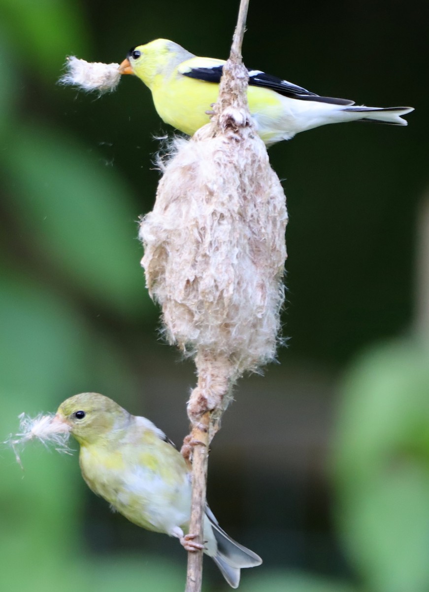 American Goldfinch - ML619397085