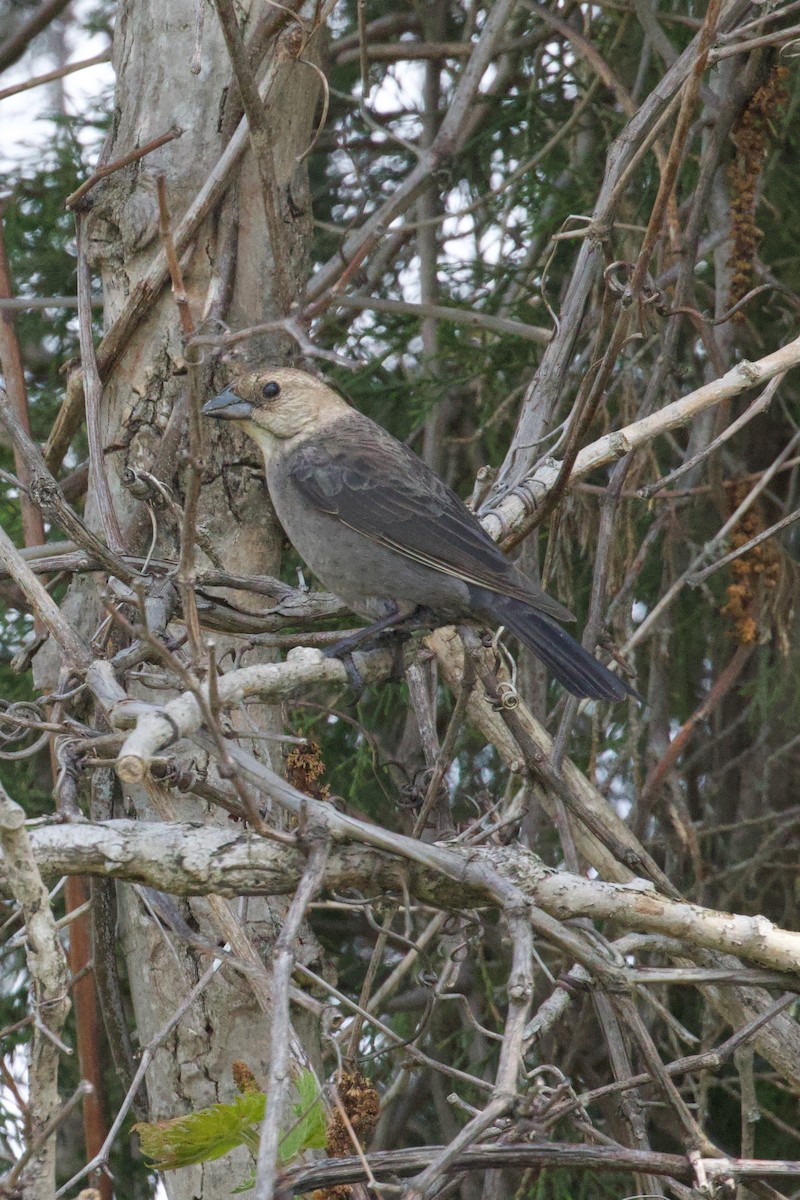 Brown-headed Cowbird - ML619397087