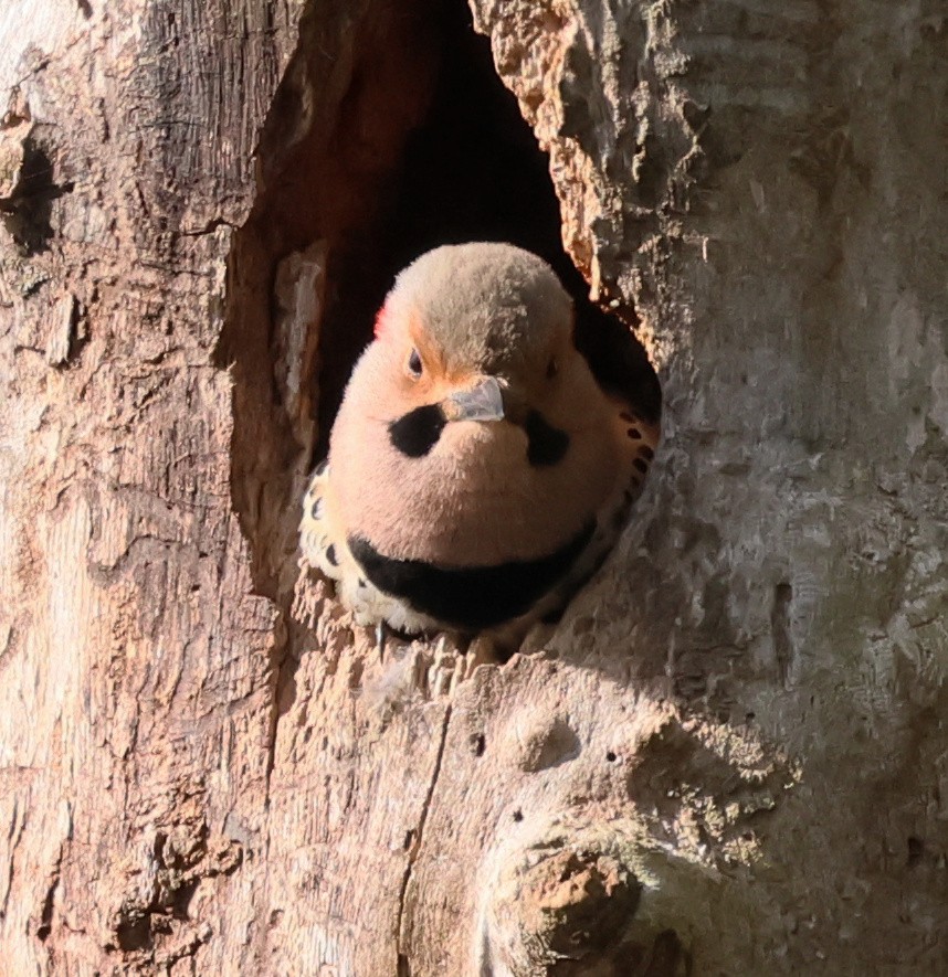 Northern Flicker - Charlotte Byers