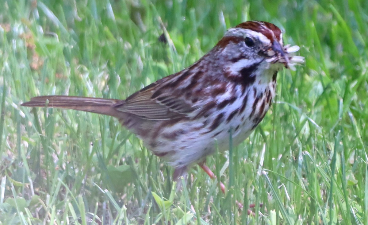 Song Sparrow - ML619397100