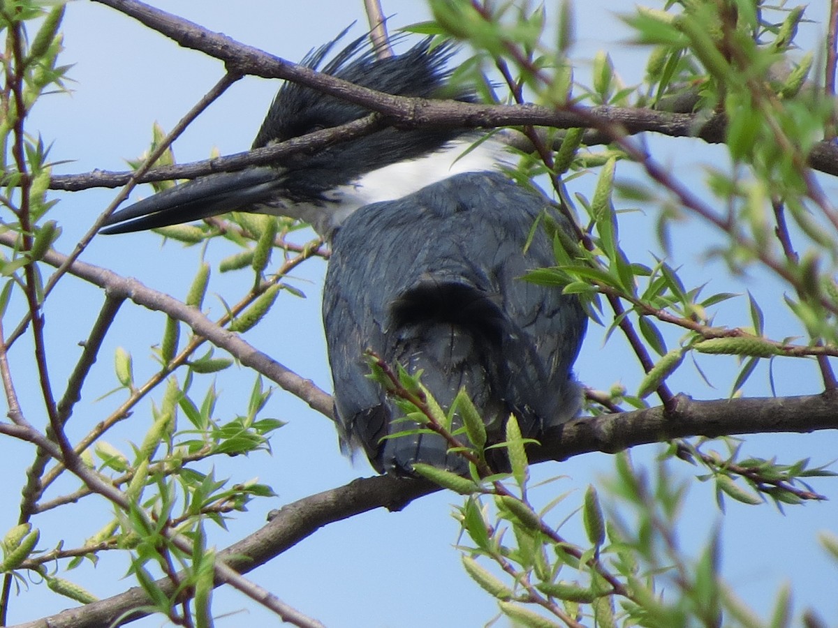 Belted Kingfisher - ML619397103