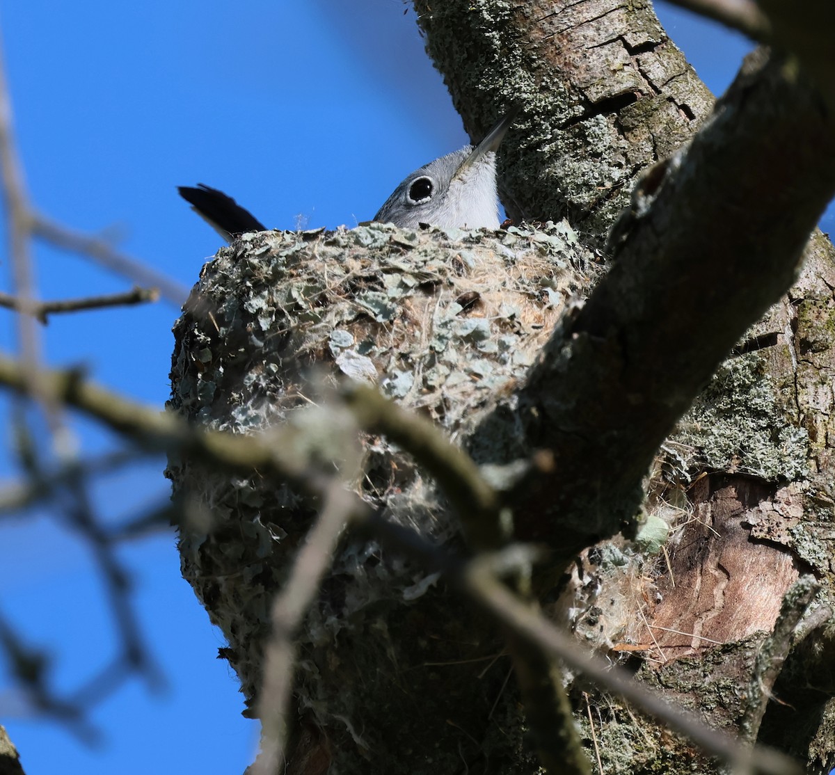 Blue-gray Gnatcatcher - Charlotte Byers