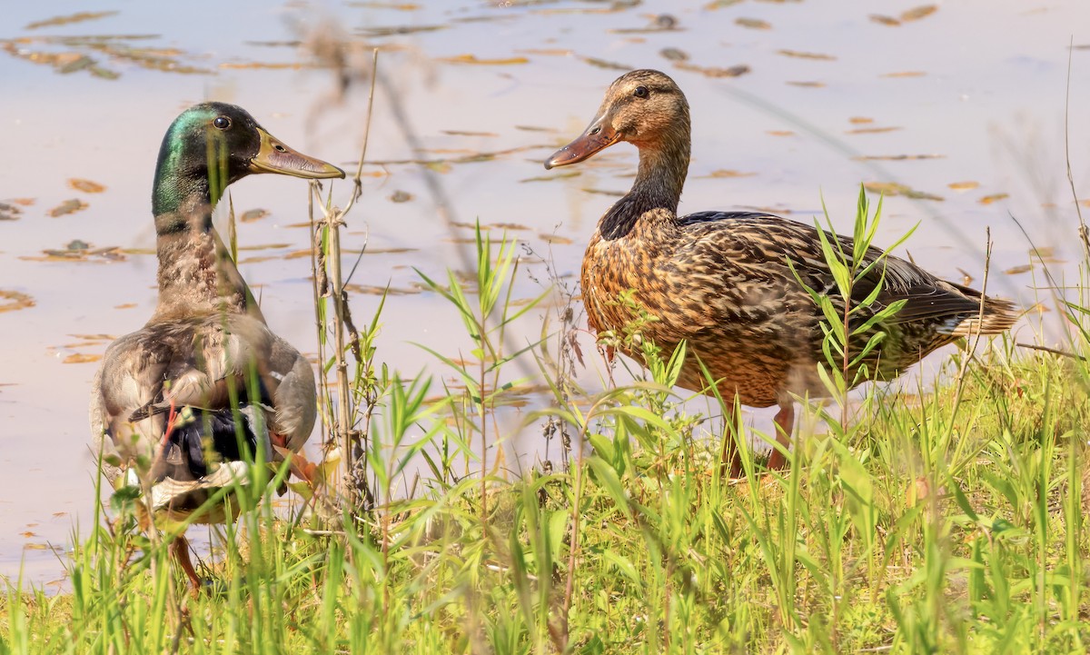 Mallard - Scott Young