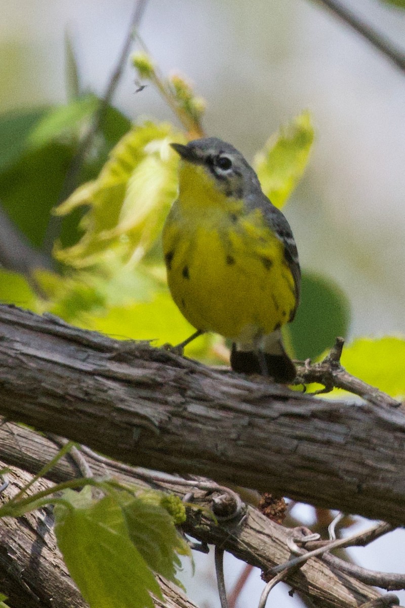 Magnolia Warbler - Mathias & Sharon Mutzl