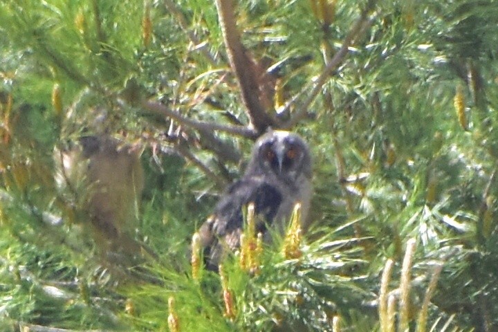 Long-eared Owl - María Lobato