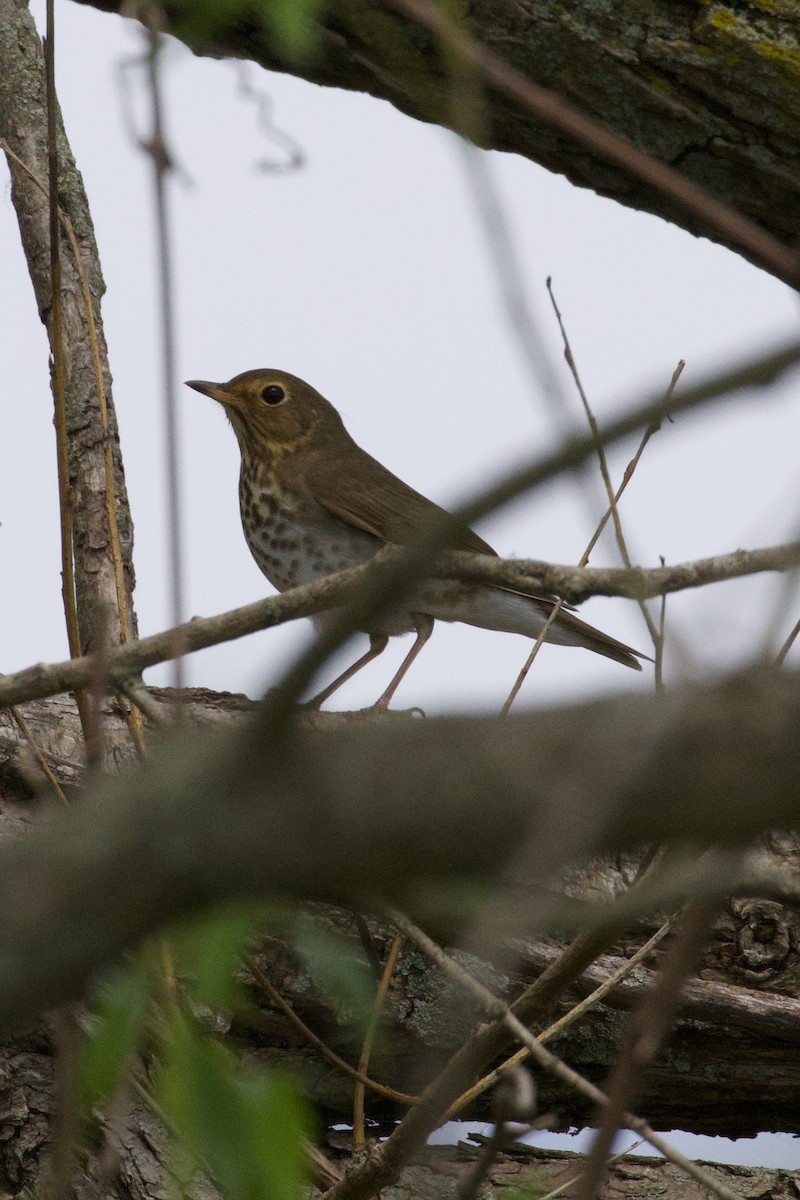 Swainson's Thrush - Mathias & Sharon Mutzl