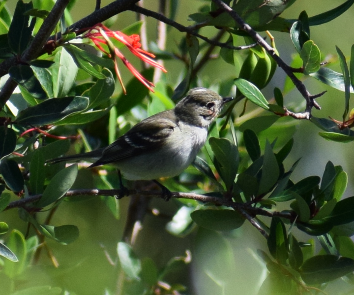 White-crested Elaenia - Felipe Undurraga