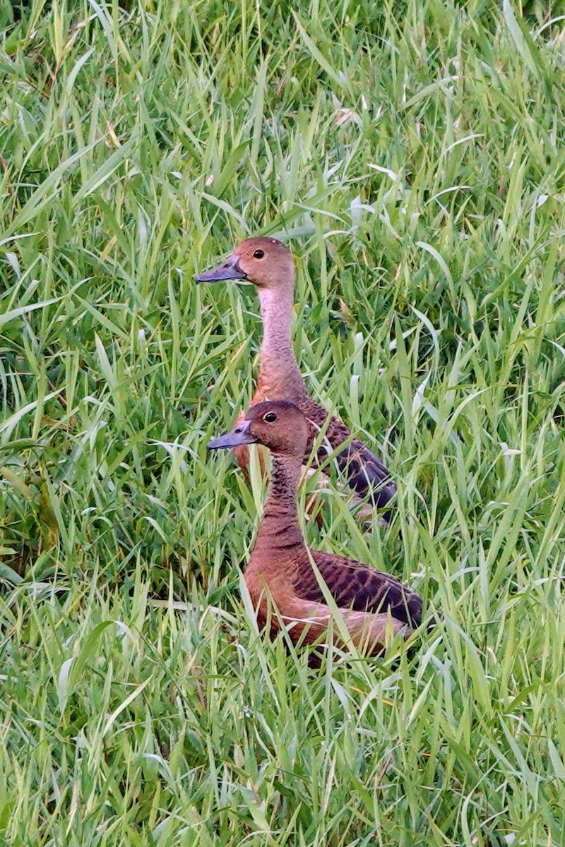 Lesser Whistling-Duck - Brecht Caers