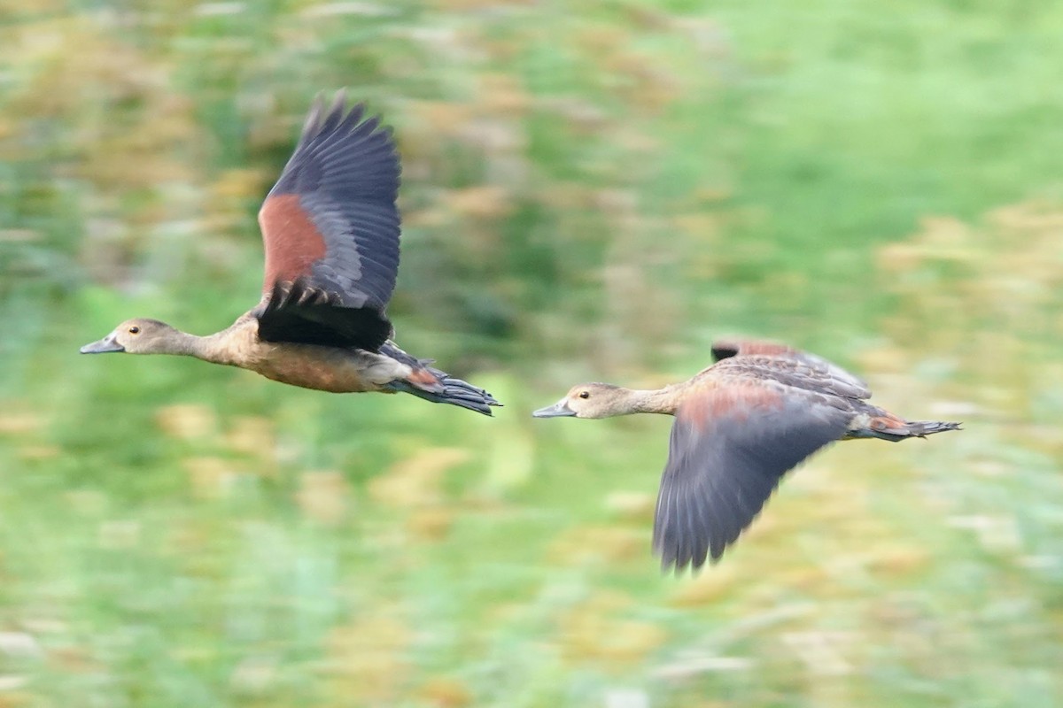 Lesser Whistling-Duck - Brecht Caers