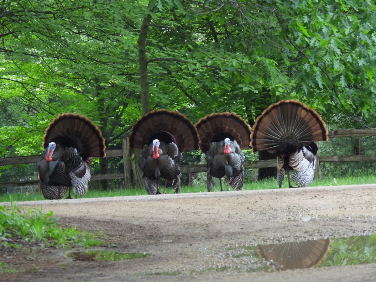 Wild Turkey - Peggy Gierhart