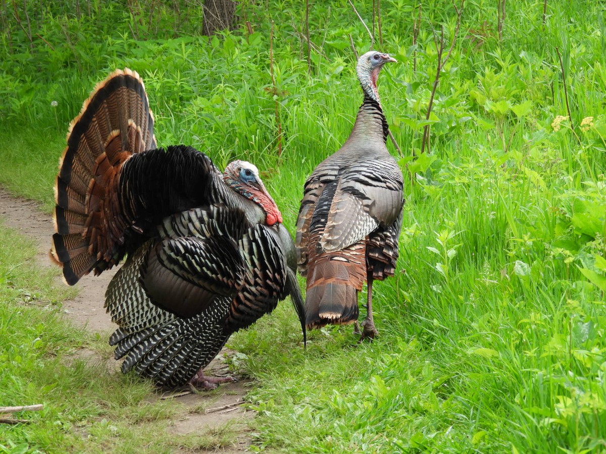 Wild Turkey - Peggy Gierhart