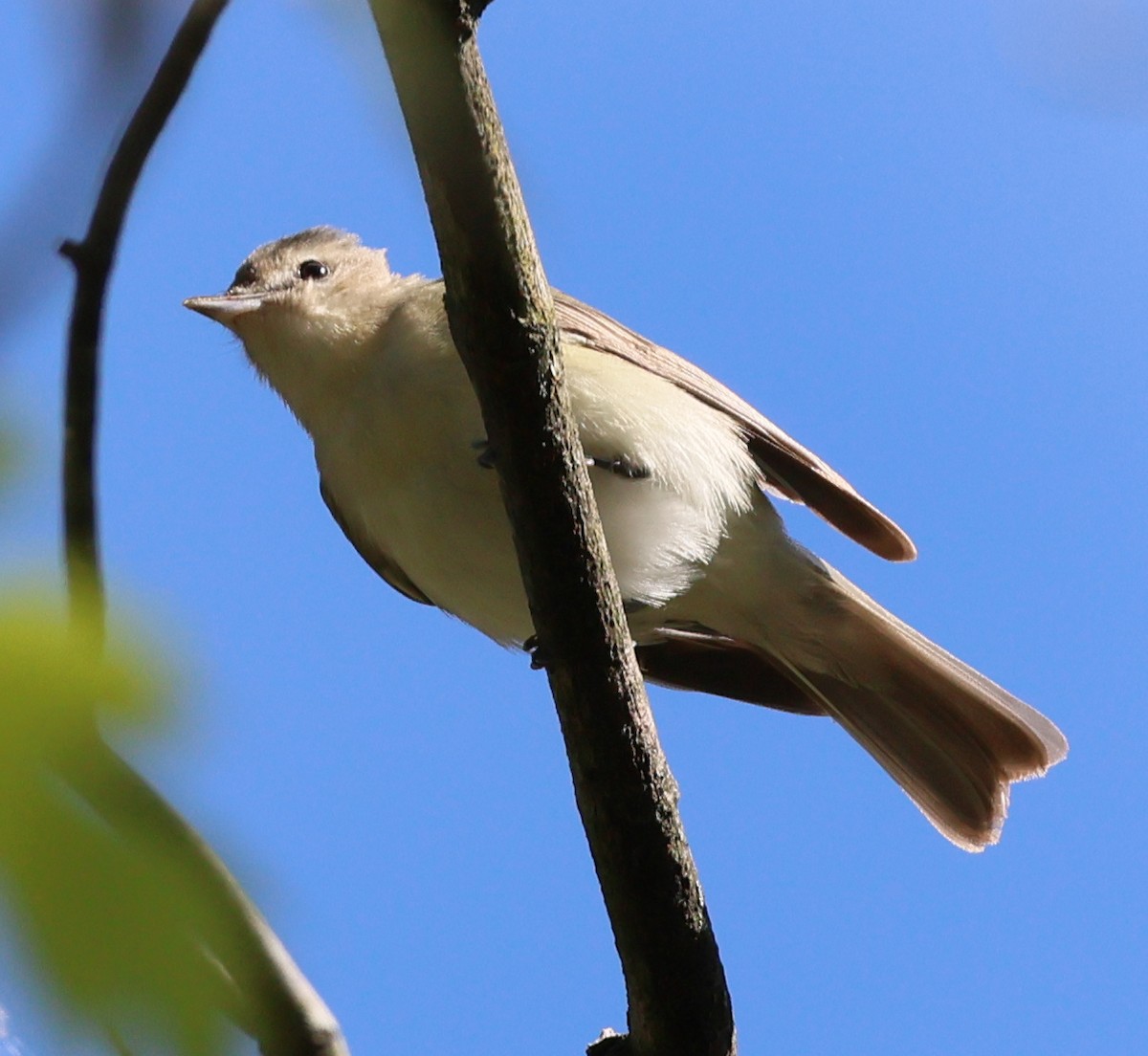 Red-eyed Vireo - Charlotte Byers