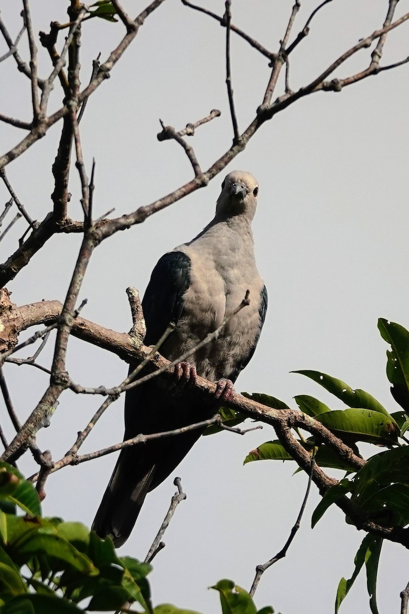 Green Imperial-Pigeon - Brecht Caers