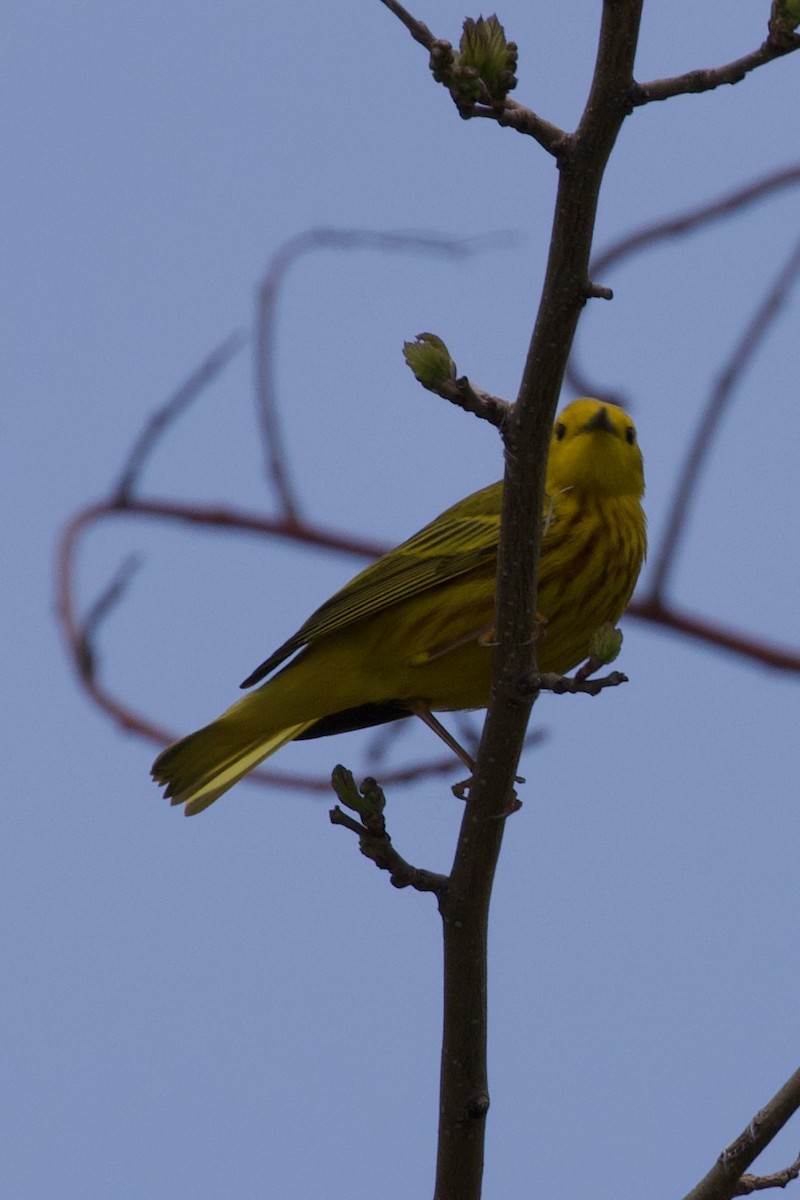 Yellow Warbler - ML619397180