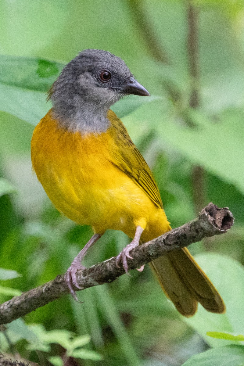 Gray-headed Tanager - Gregory Unger