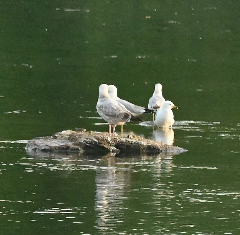 Herring Gull - Regis Fortin