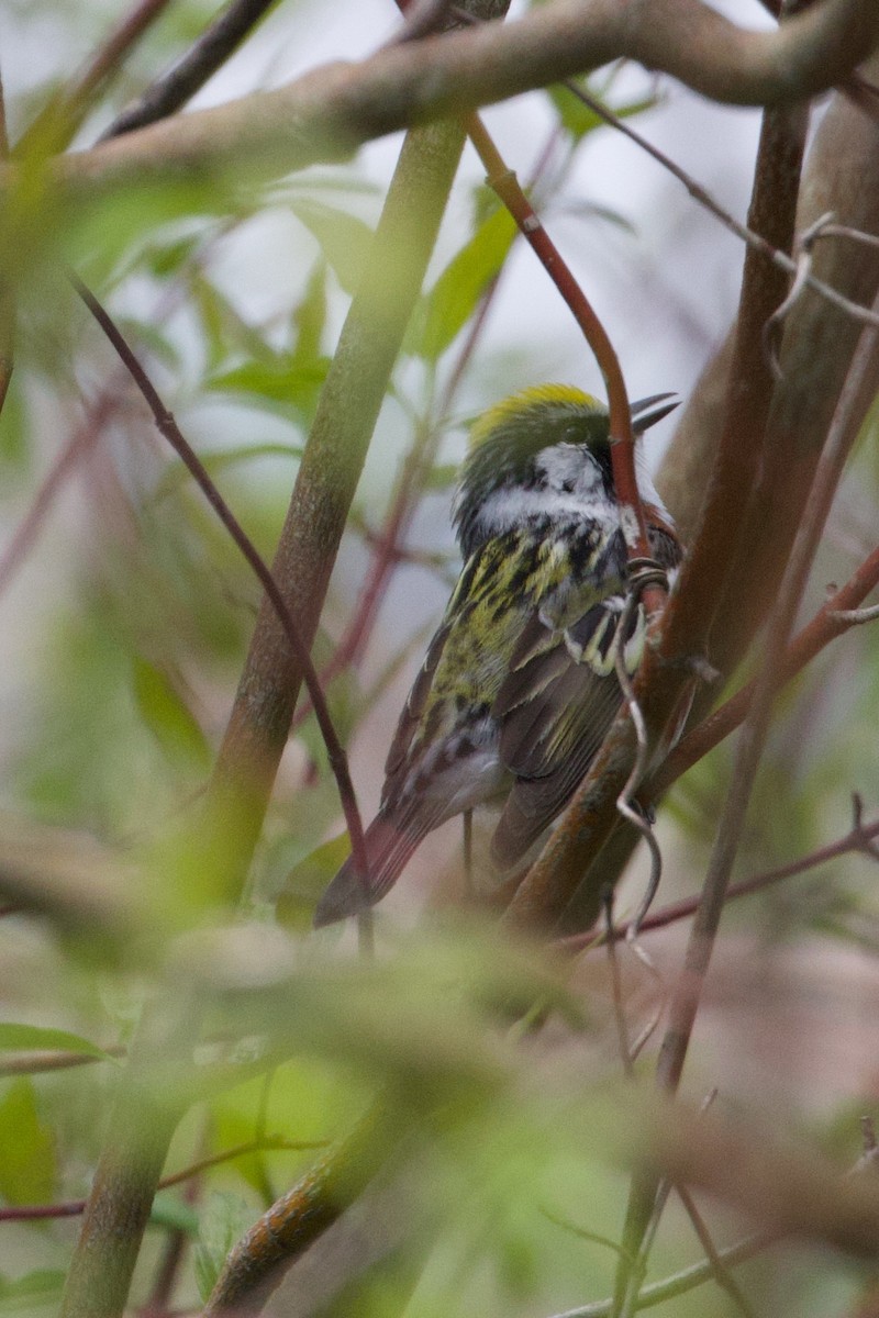 Chestnut-sided Warbler - Mathias & Sharon Mutzl