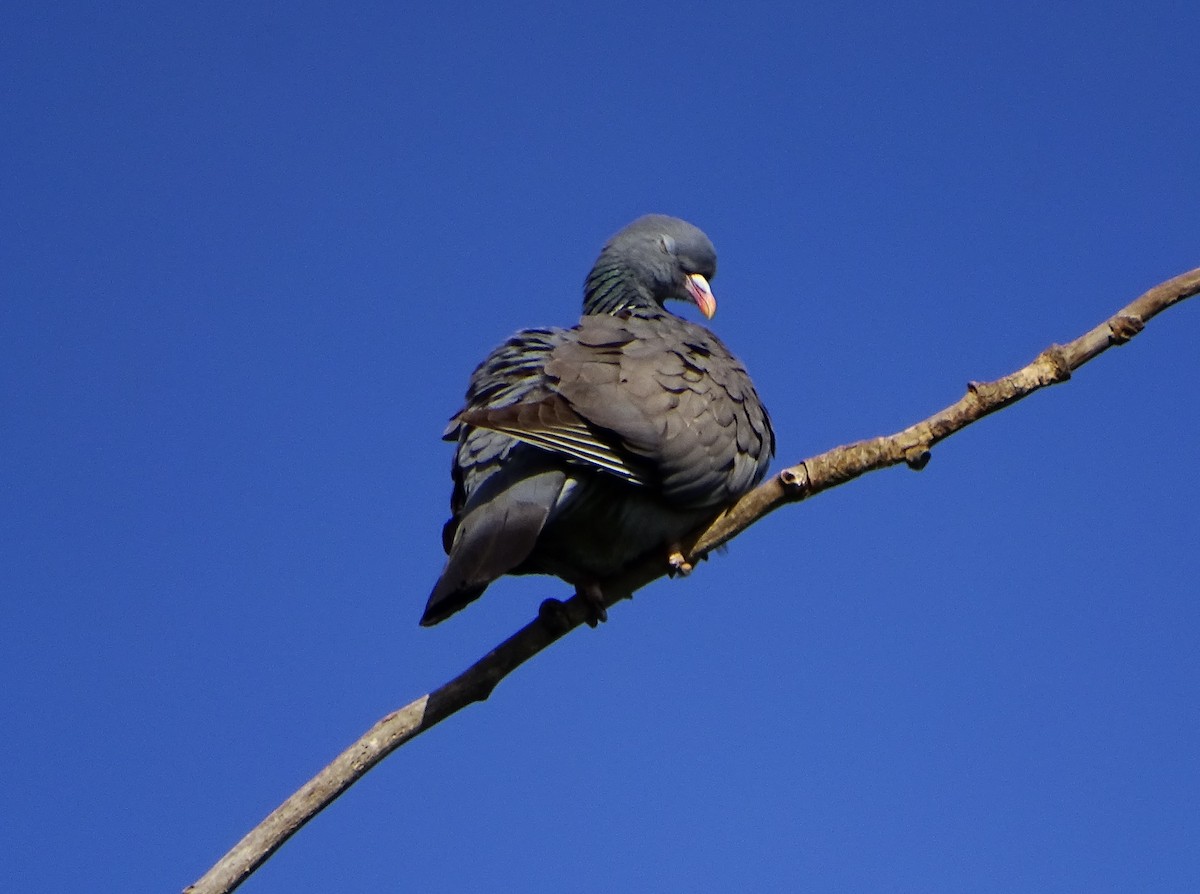 Common Wood-Pigeon - Jesús Guerrero