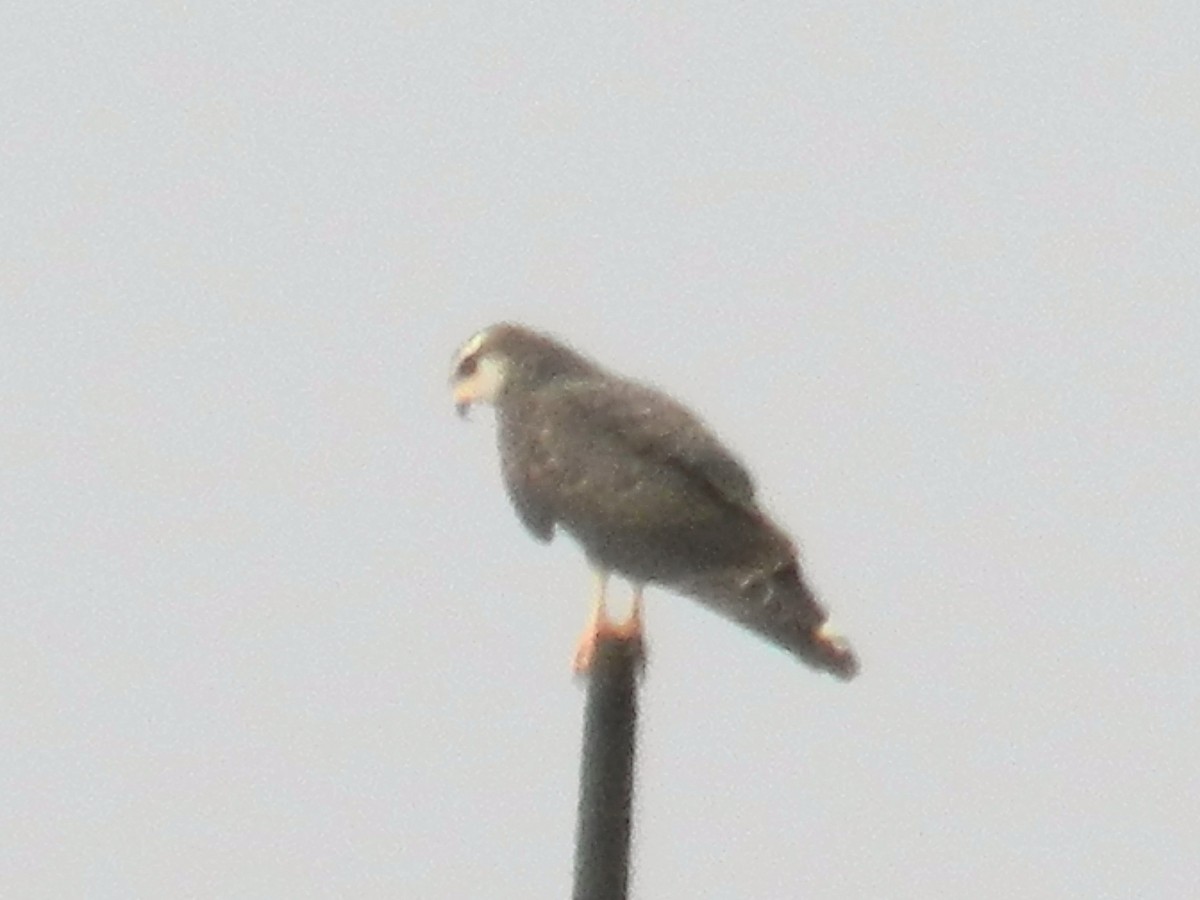 Snail Kite - Alejandro Espinosa