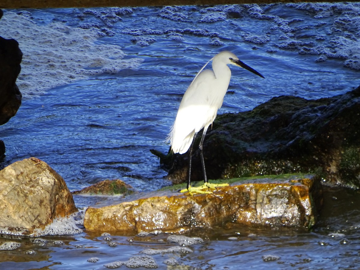 Little Egret - Jesús Guerrero