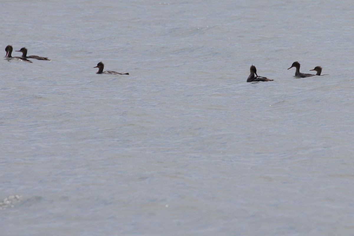 Red-breasted Merganser - Mathias & Sharon Mutzl