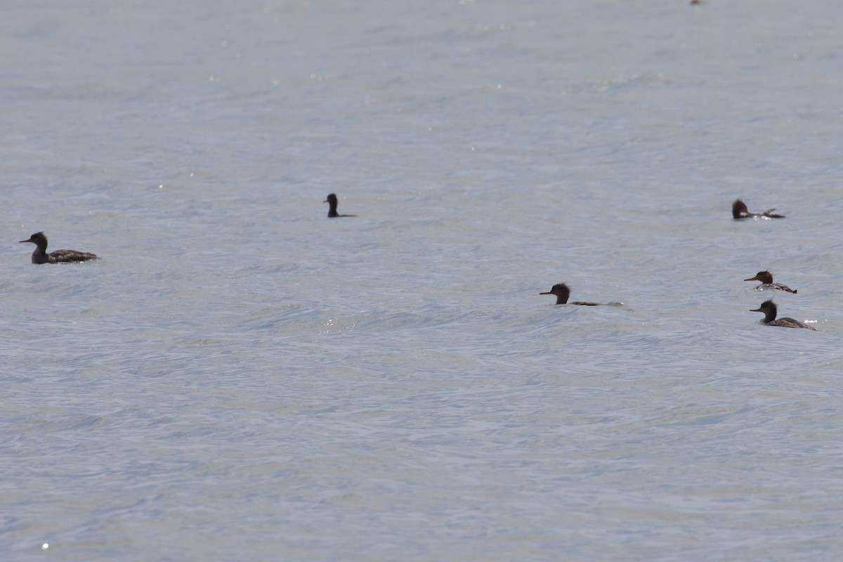 Red-breasted Merganser - ML619397225