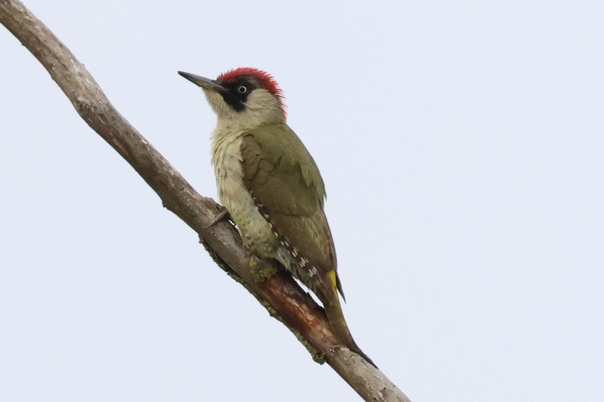 Eurasian Green Woodpecker - Andrew Dobson