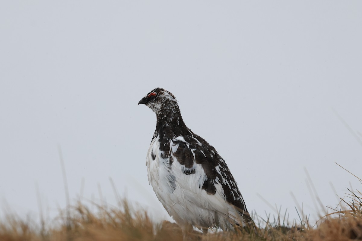 Rock Ptarmigan - Kannis Tsui