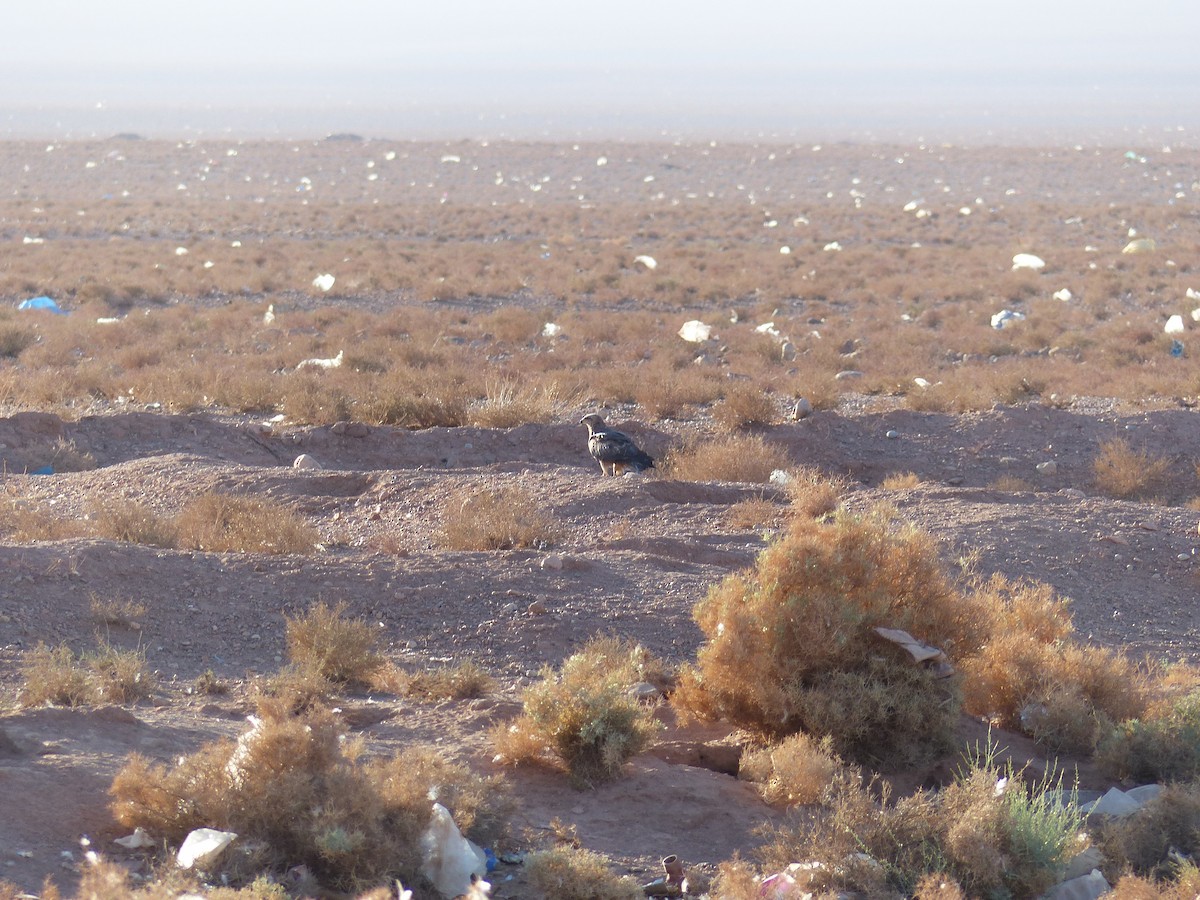 Long-legged Buzzard - Jorge López Álvarez