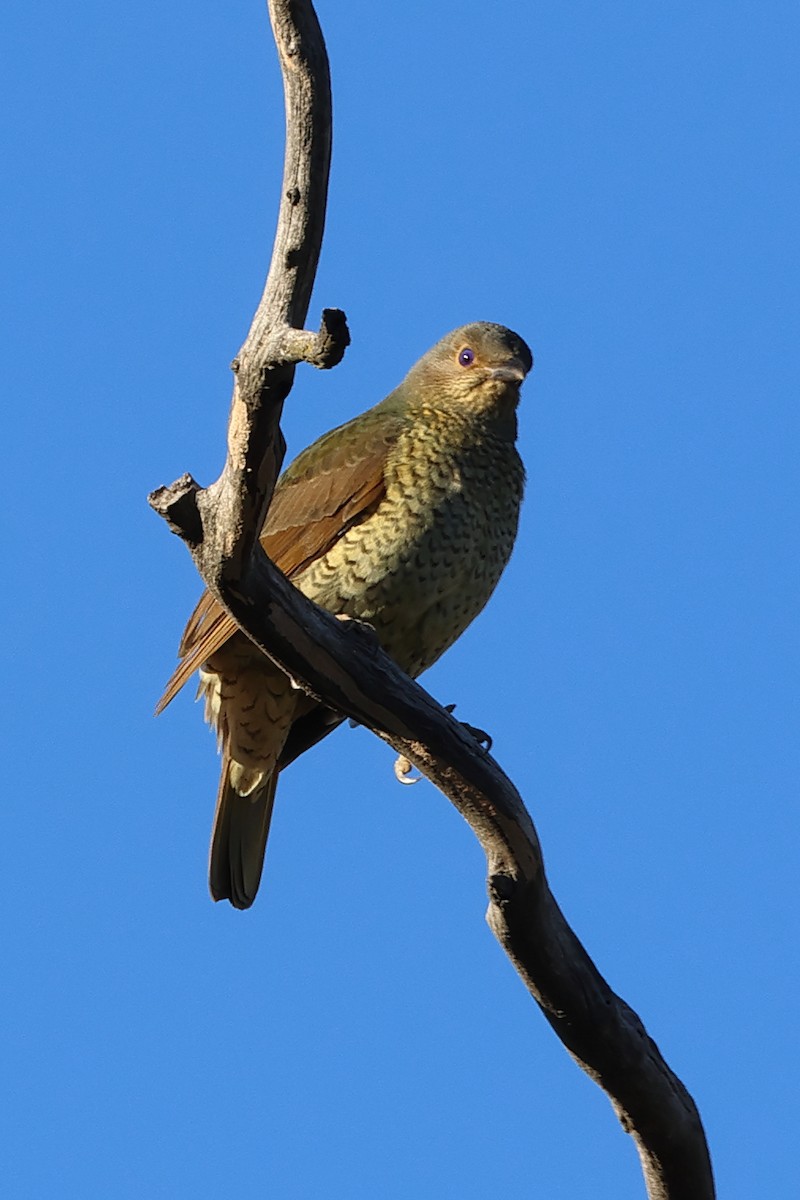 Satin Bowerbird - Charles Allan