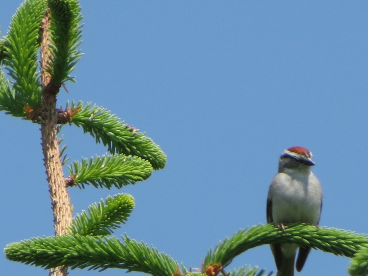 Chipping Sparrow - Dave Lancaster