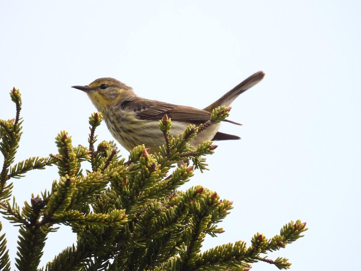 Cape May Warbler - ML619397292