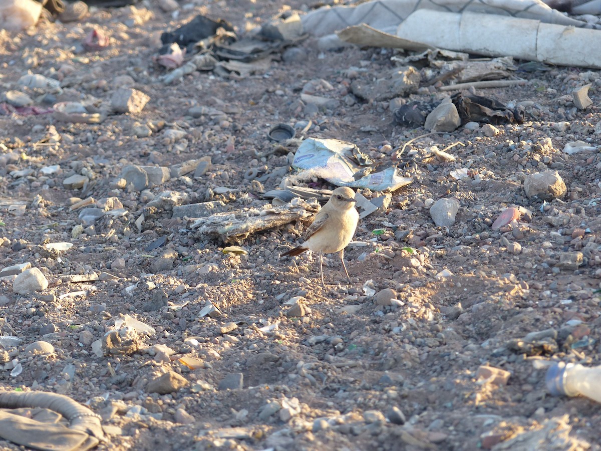 Desert Wheatear - Jorge López Álvarez