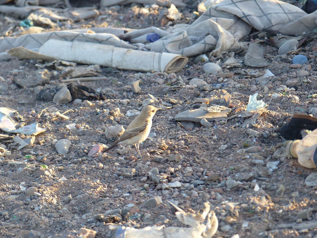 Desert Wheatear - Jorge López Álvarez