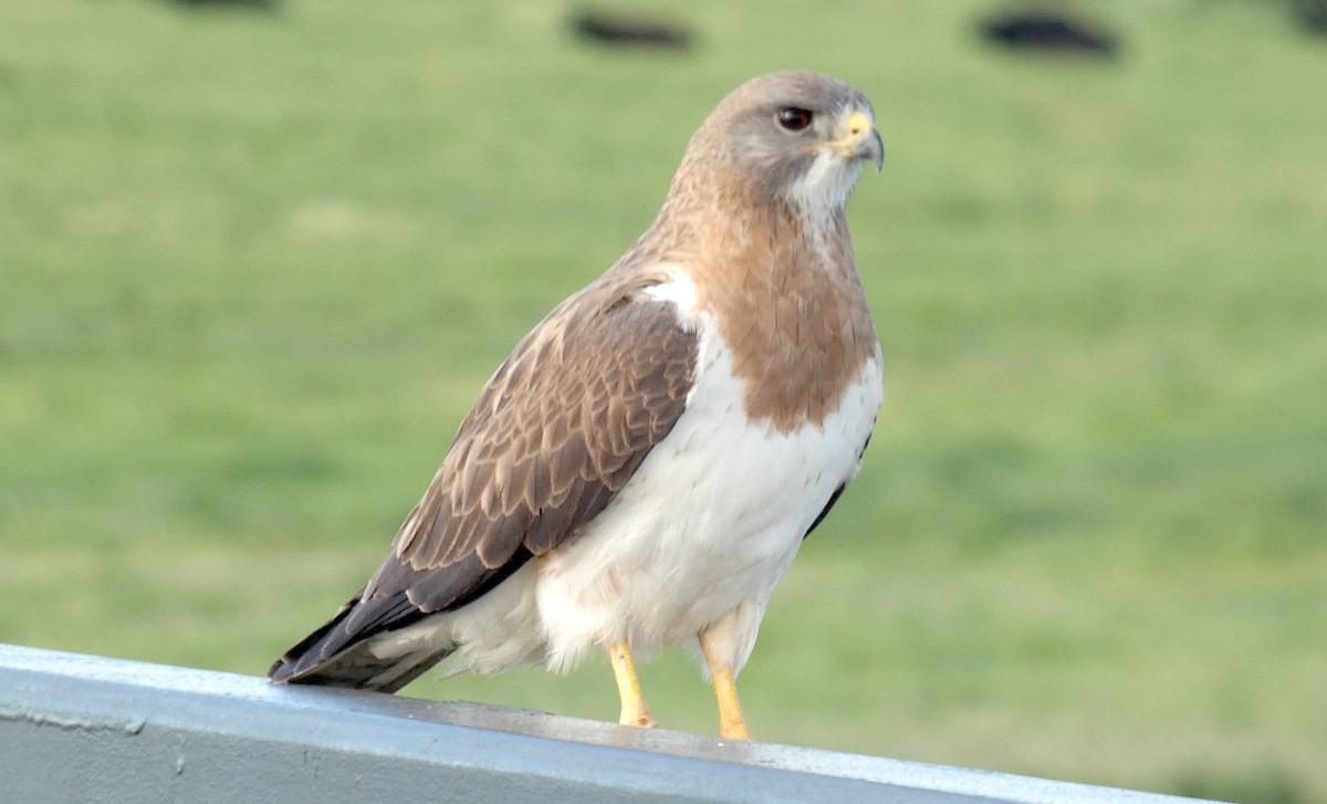 Swainson's Hawk - ML619397308