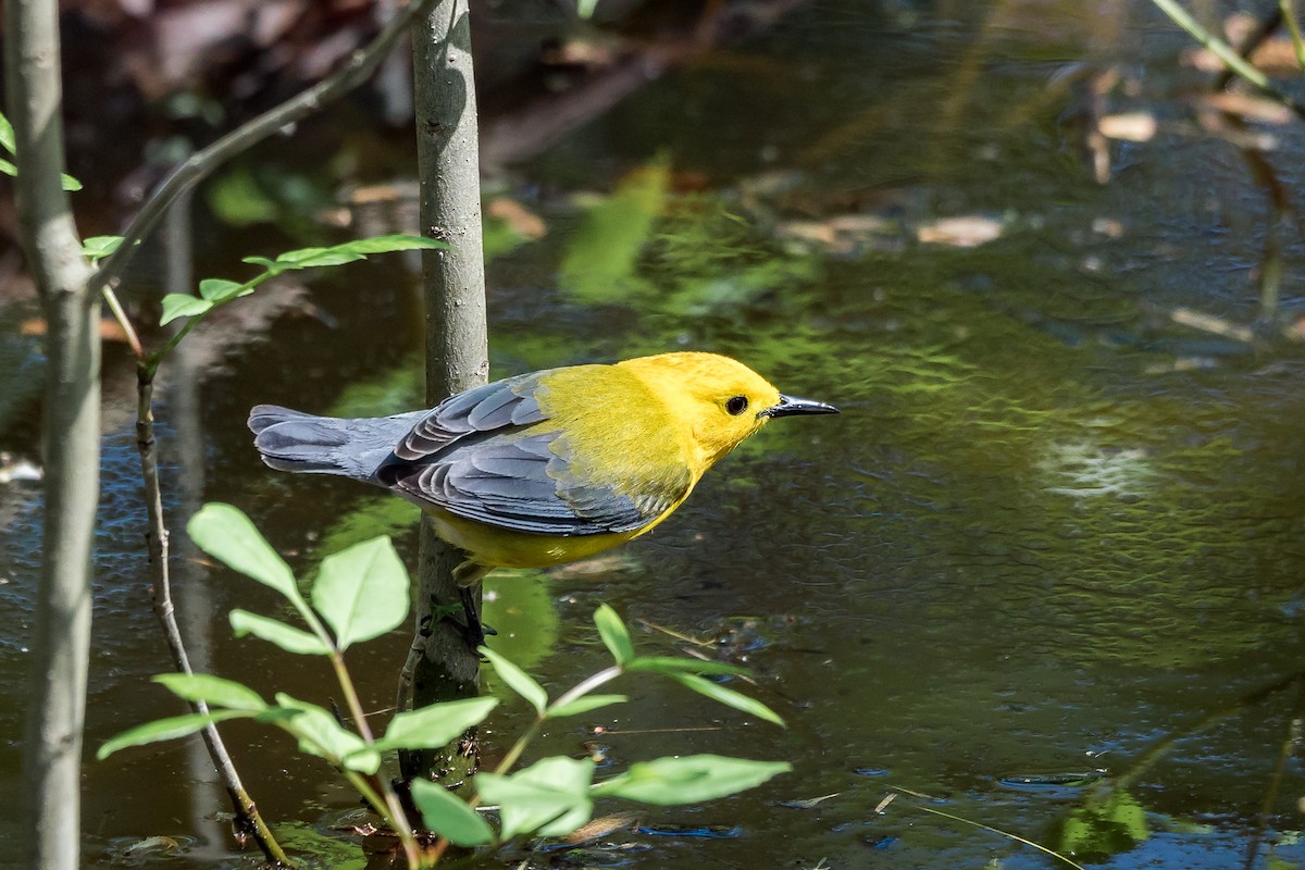 Prothonotary Warbler - Trish Bonadonna