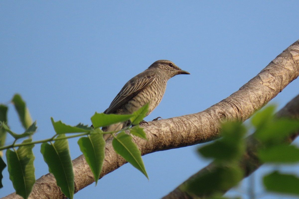 Common Woodshrike - Chitra Ingole