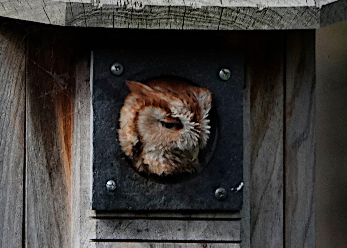 Eastern Screech-Owl - Peter Fang/ Gloria Smith