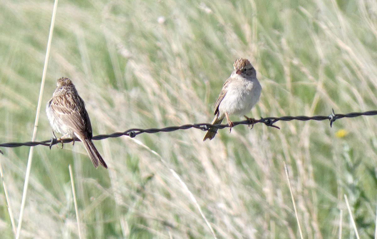 Brewer's Sparrow - Meredith Cohen