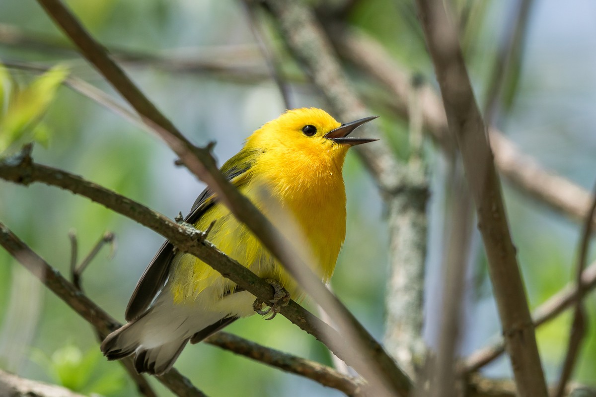 Prothonotary Warbler - Trish Bonadonna