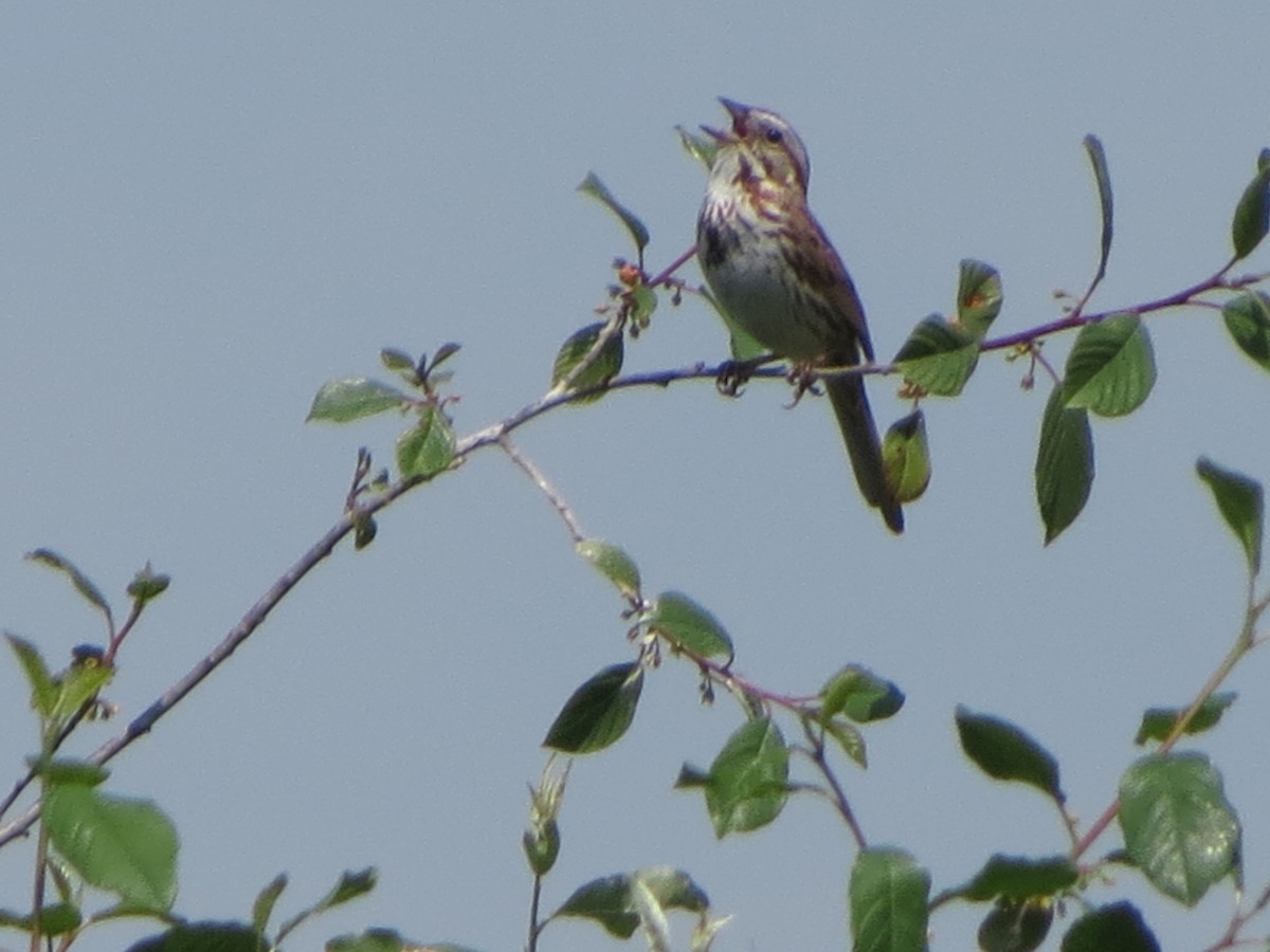 Song Sparrow - Dave Lancaster