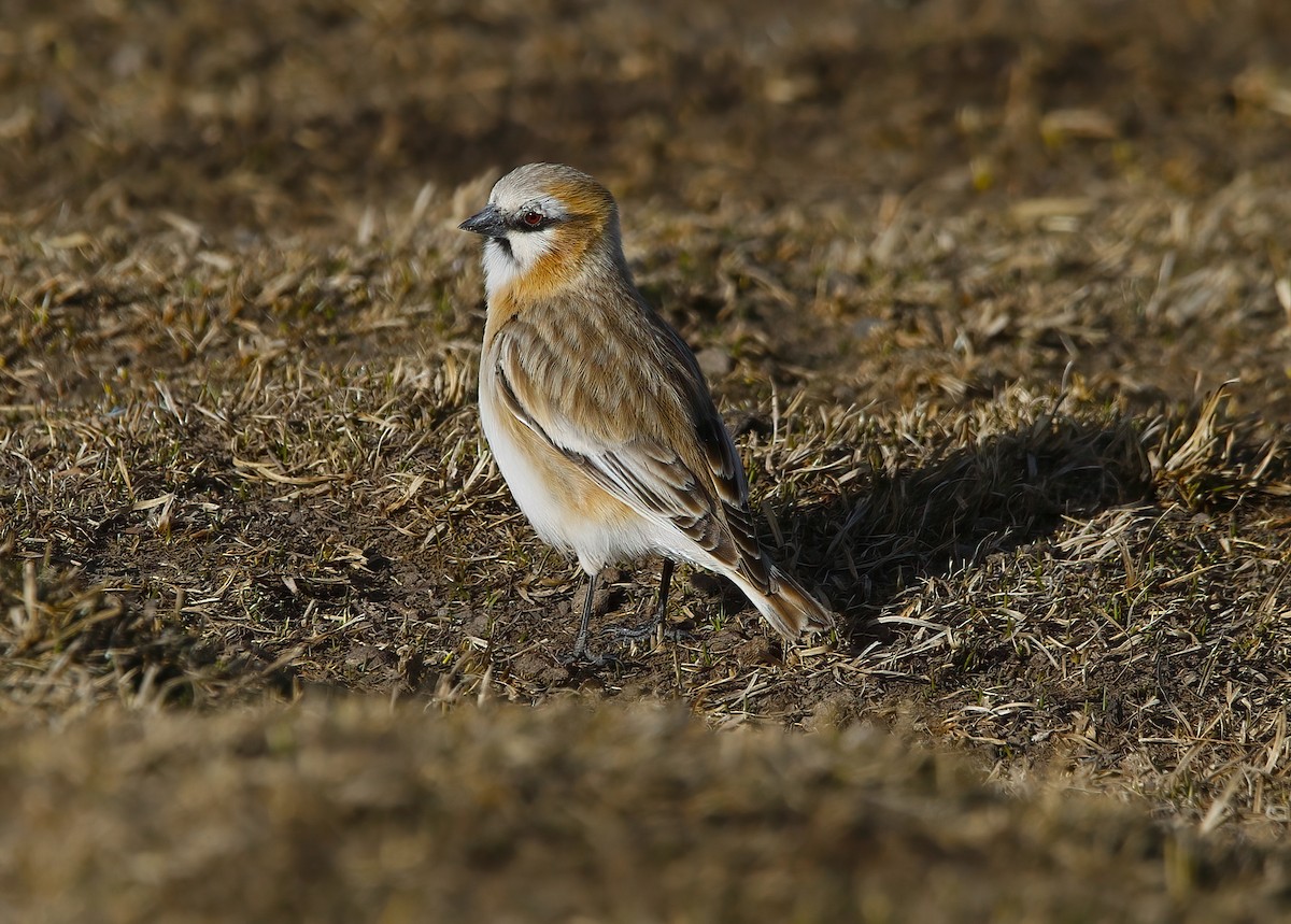 Rufous-necked Snowfinch - Paul Varney