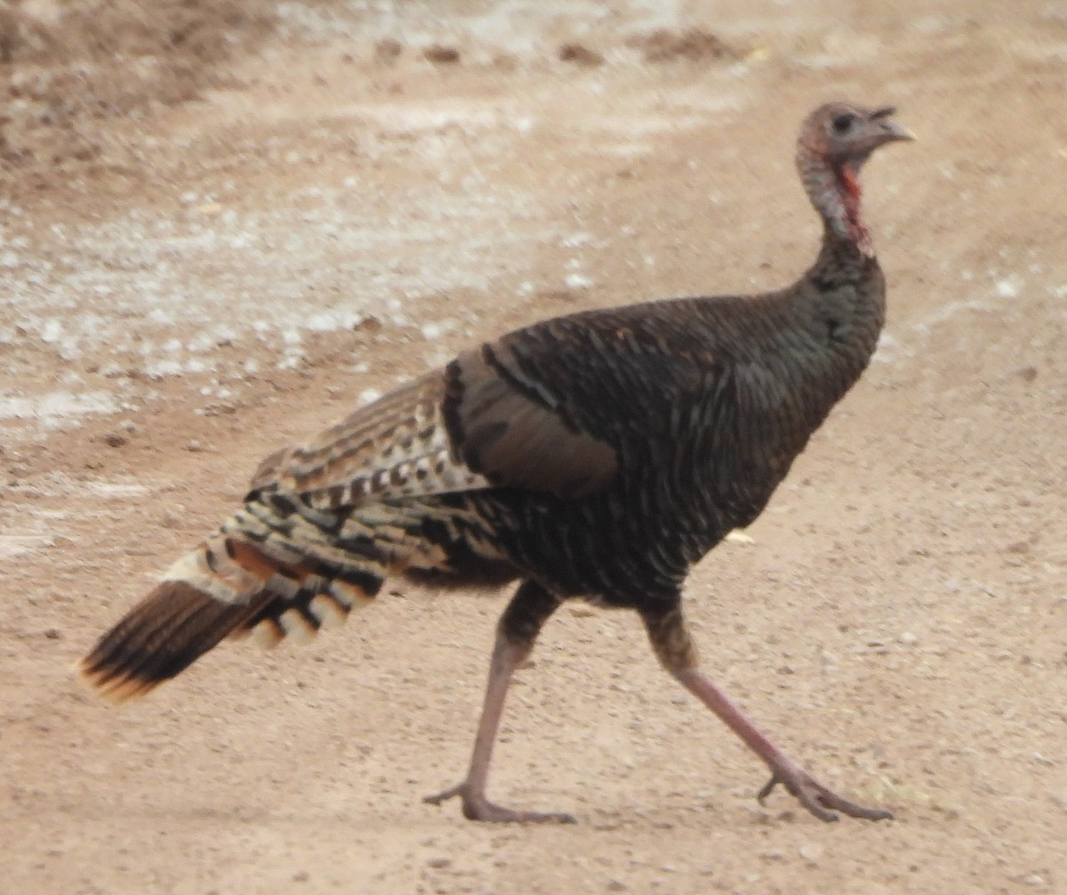 Wild Turkey - ML619397329