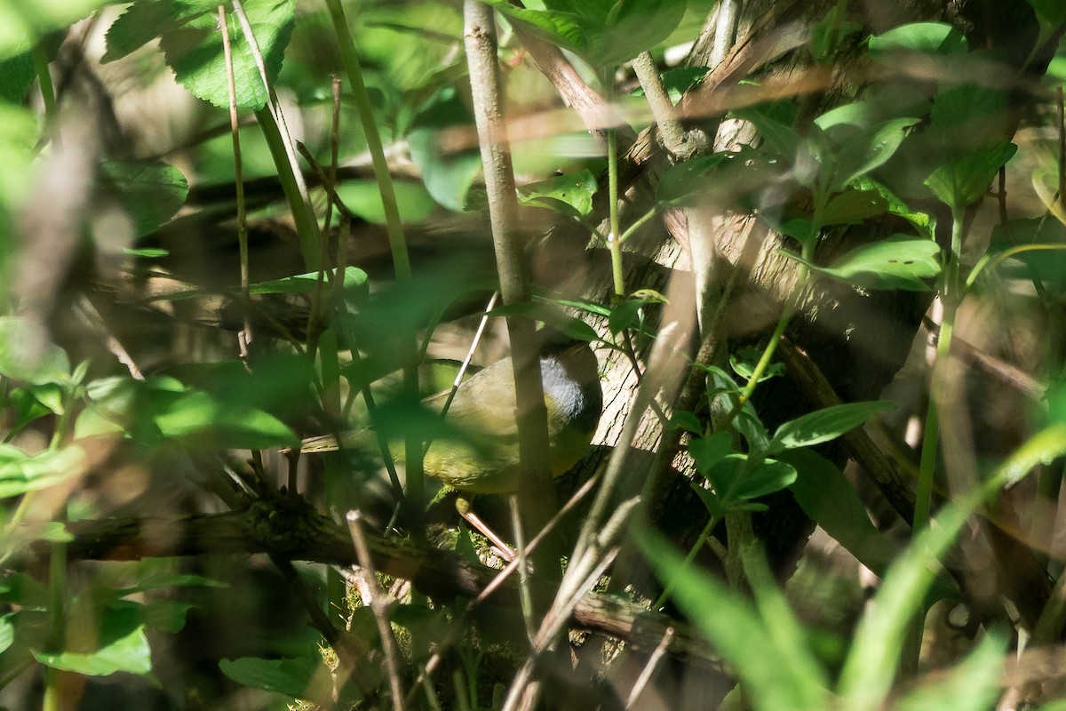 Mourning Warbler - Trish Bonadonna